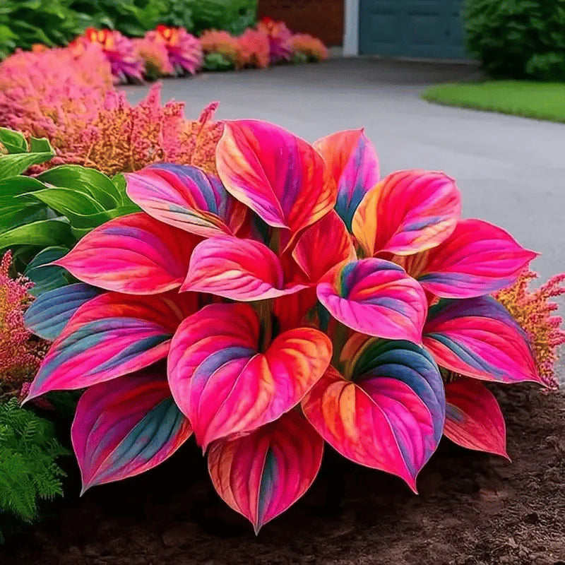 Imported Hosta Flower Seeds for Home and Garden Pack of 100+ (Mix of 12 Colors)