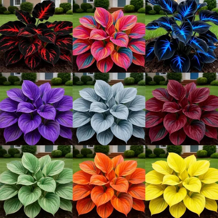 Imported Hosta Flower Seeds for Home and Garden Pack of 100+ (Free plant growth fertilizer)