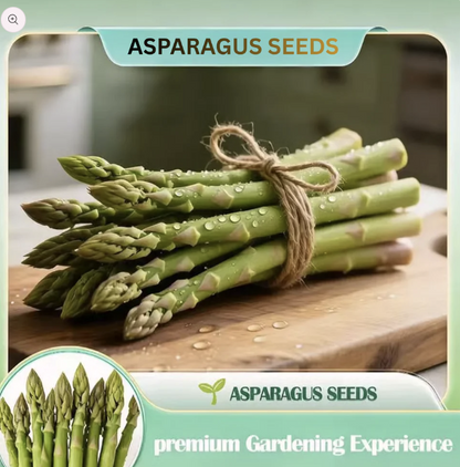 Asparagus Seeds For Planting "Hybrid" Herbs Plant Seeds | High Germination Rate | Asparagus for Home Gardens | Fresh & Non-GMO