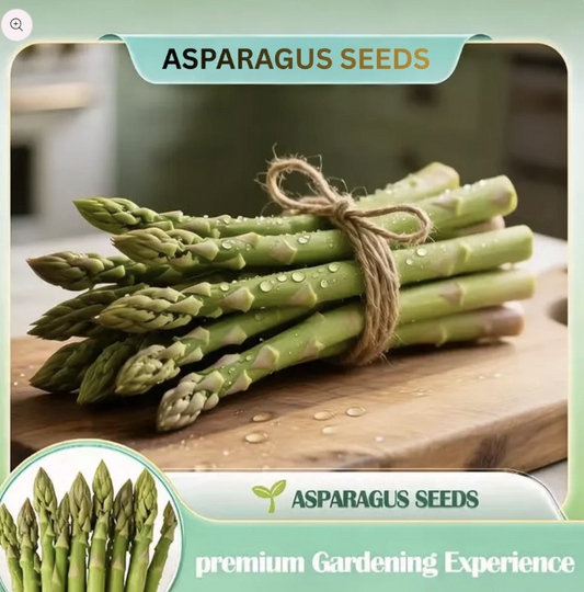 Asparagus Seeds For Planting "Hybrid" Herbs Plant Seeds | High Germination Rate | Asparagus for Home Gardens | Fresh & Non-GMO