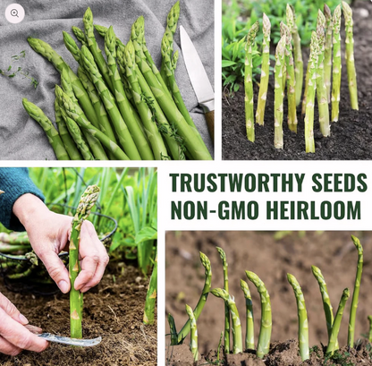 Asparagus Seeds For Planting "Hybrid" Herbs Plant Seeds | High Germination Rate | Asparagus for Home Gardens | Fresh & Non-GMO