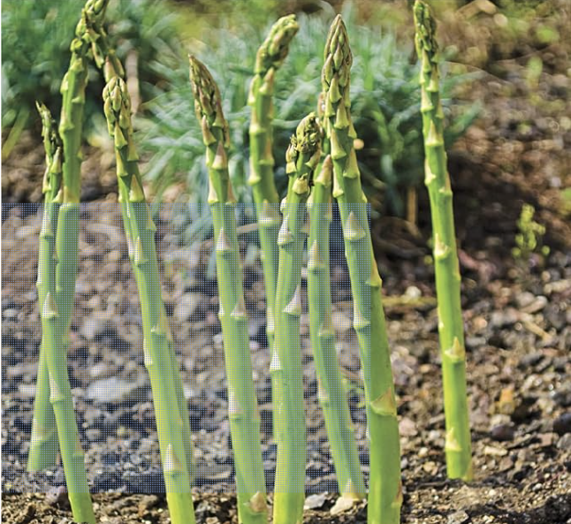 Asparagus Seeds For Planting "Hybrid" Herbs Plant Seeds | High Germination Rate | Asparagus for Home Gardens | Fresh & Non-GMO
