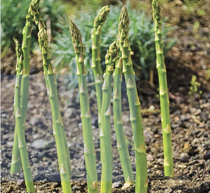 Asparagus Seeds For Planting "Hybrid" Herbs Plant Seeds | High Germination Rate | Asparagus for Home Gardens | Fresh & Non-GMO